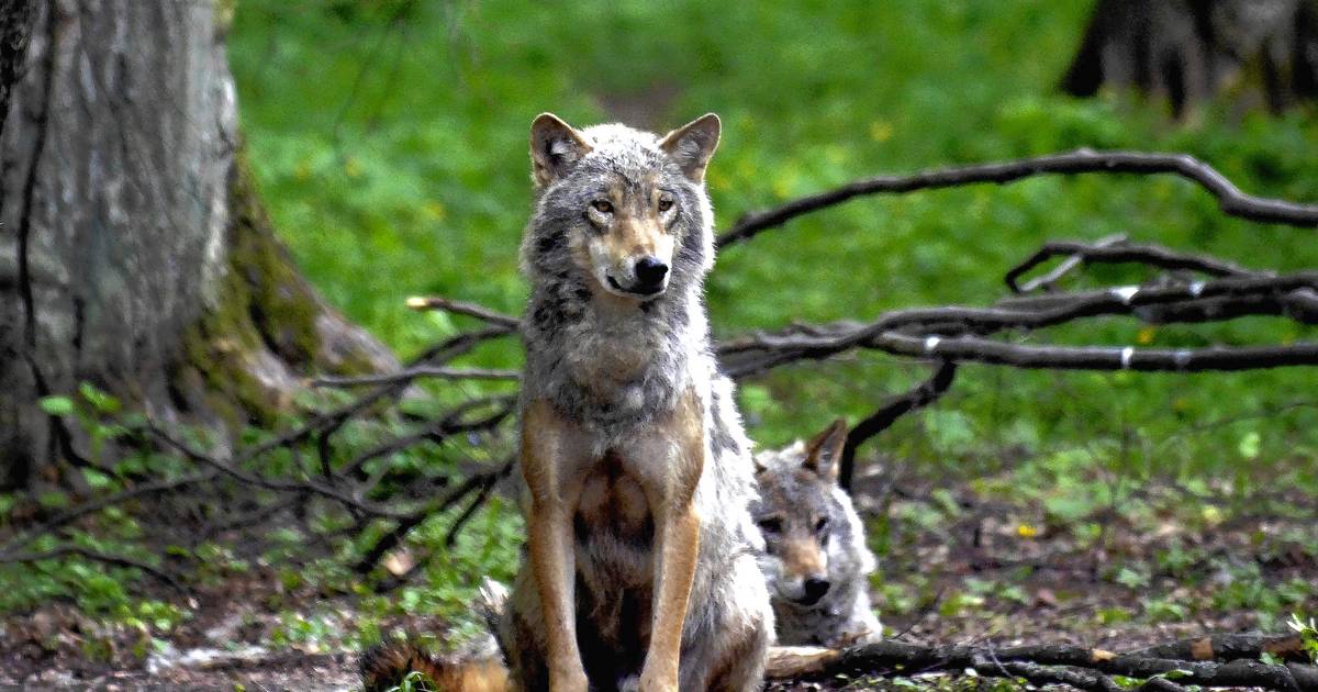 De Vestjyske Ulve Har Bevist At De Udfordrer Vores Levevis