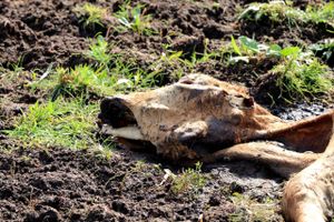 Naturstyrelsen har konstateret fund af flere døde kreaturer i indhegninger i statslige naturområder ved Kalø. Foto: Øxenholt foto  