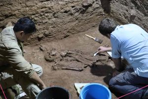 Analyser af knogle og væv tyder på, at en person på Borneo for 31.000 år siden overlevede en benamputation.