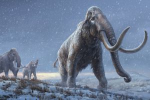 International forskergruppe har i Sibirien fundet verdens hidtil ældste dna-materiale fra en mammut. 