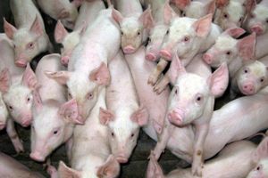 For første gang i mange år giver produktionen af grise nu solide overskud. Det er bare ikke sikkert, at opturen nogensinde når frem til de danske slagterier.