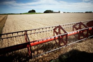 De danske landmænd har i år høstet rekordstore udbytter. Tilmed har det været muligt at sælge kornet til rekordhøje priser på grund af den globale fødevarekrise. 