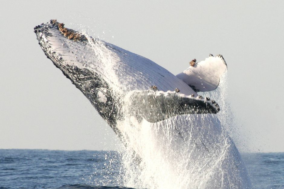 Forskere undrer sig over, hvorfor hvaler til trods for deres størrelse ikke er særligt udsatte for kræft.