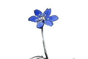 Den blå anemone Illustration: Rina Kjeldgaard