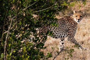 Otte geparder er ankommet til Indien, hvor de efter planen skal være med til at genskabe bestanden i landet.