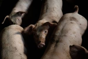Svinepriserne stiger, men det gør villigheden til at betale ikke. Gødning bliver en potentiel mangelvare og landbruget skal gøre klar til klimaomstilling. Her er fire problematikker for landbruget, som Jyllands-Posten har bedt tre forskellige aktører om at forholde sig til.
