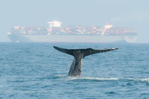 Et projekt, der skal beskytte truede hval-arter får nu selskab af en dansk virksomhed, der analyserer data fra havet. 