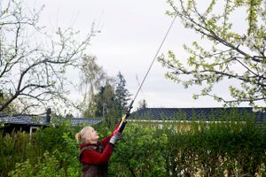 Grenene på naboens nåletræ rækker ind over din grund, men må du uden videre save dem af? Vi har spurgt Louise Møller, der er havefaglig rådgiver hos foreningen Haveselskabet.