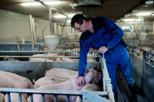 Produktionen af slagtesvin falder i Danmark, og Danish Crown mangler grise. Slagterikoncernen vil nu vende udviklingen ved at investere 200 mio. kr. i byggeri af nye stalde.