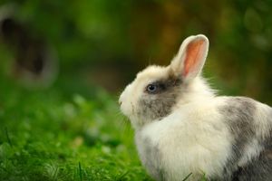 Vilde kaniner har været opfattet som skadedyr, men de har vist sig at være livsvigtige for mange sunde og velfungerende økosystemer verden over. Kaninerne er lige kommet sig efter den dødelige sygdom kaninpest, og nu er de blevet ramt af en ny trussel – kaningulsot.
