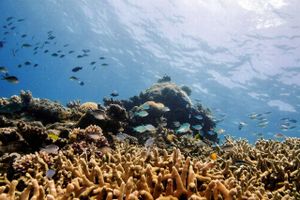 Selv om dele af Great Barrier Reef viser tegn på bedring, er der stadig grund til bekymring ifølge rapport.