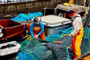 EU-Kommissionen har lagt op til, at der må fanges markant færre fisk i Østersøen. Danmark bakker op.