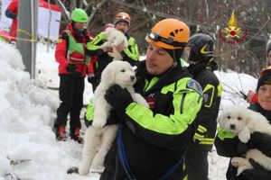 Tre hundehvalpe blev mandag fundet i live i ruinerne af det hotel, der blev ramt af en lavine i sidste uge. Foto: AP