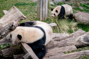 Tredje gang blev ikke lykkens gang for parringsforsøget mellem pandaerne i København Zoo. Men der er positive takter at tage med til næste år.