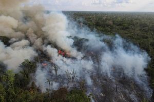 Skovrydninger sætter rekord i april i Brasilien. Det er en katastrofe, der truer liv og klima, siger WWF.