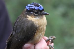 Takket være et dansk studie har vi nu en bedre forståelse af, hvordan nye fuglearter opstår. Det kan måske give de truede arter en hjælpende hånd, håber forskerne.