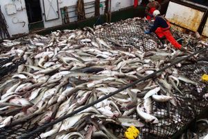 Selv om torskekvoten ikke blev rundbarberet i år, døjer torskefiskere i Østersøen stadig med en voldsom reduktion af kvoterne for 2017. Foto: Arkivfoto