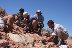 Forskere har brugt ti år på at udgrave en ny pansret dinosaur fra Kridttiden i det sydlige Argentina.