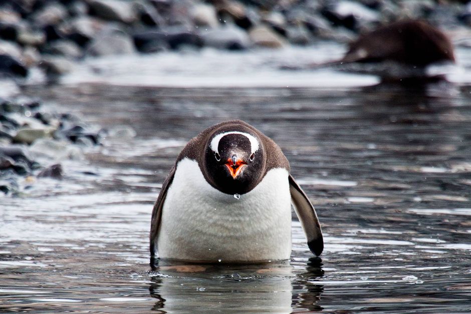 Det er ikke en vildfaren fugl fra Antarktis, der er set svømme rundt i Vejle Havn. Men derfor er det stadig interessant, siger fuglekender.