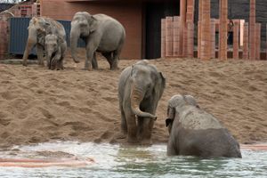 Cirka halvdelen af alle elefantunger i fangenskab dør af elefantherpes inden for de første 8-10 leveår.