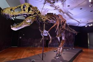 Auktionshus håber på, at et stort t-rex-skelet kan løbe op i op mod 50 millioner krone. 
