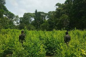 1,6 millioner buske med kokablade er blevet fundet af honduranske myndigheder i en rekordstor fangst.