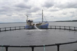 Fiskeopdræt fodres ved Hjarnø Havbrug. Foto: Dansk Akvakultur