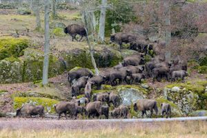 I Eriksberg kan man på tæt hold opleve kronvildt, bisonokser, vildsvin og over 200 fuglearter. Skandinaviens største safaripark ligger i det sydøstlige Sverige, og i denne weekend slår parken dørene op for sæsonen.