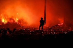 Over 1000 brandmænd er rykket ud for at bekæmpe en skovbrand, der har ødelagt store områder og flere huse.
