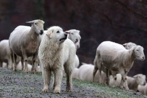 De store hunde, der traditionelt set har skullet beskytte husdyrflokke mod rovdyr, ses nu som en mulig redning for de dyr, som de er trænet til at skræmme væk.