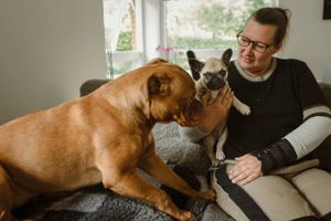 
Vicky June Lund købte i sidste uge en fransk bulldog-hvalp af en mand, som har vist sig at være en dømt hundehandler, der henter hundene i Polen og snyder folk til at tro, at de kommer fra trygge forhold i en dansk familie. Hunden er syg, og hun kæmper for at få sine penge tilbage. Foto: Rikke Kjær Poulsen