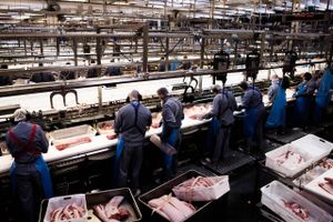 Antallet af grise i danske stalde er det seneste kvartal faldet med 687.000. Faldet, som er det største i 13 år, vil i løbet af nogle måneder ramme eksporten af kød og levende grise. 