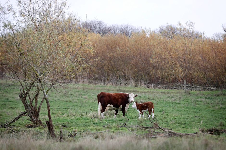 Østjyllands Politi har fundet 50 døde køer på en landejendom i Syddjurs Kommune.