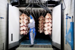 Eksporten af dansk svinekød til Kina har det seneste kvartal været i frit fald. Det går hårdt ud over indtjeningen i dansk landbrug. 