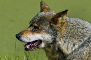 EU-Parlamentet ønsker reglerne for beskyttelse af ulven ændret, så de europæiske ulvebestande kan begrænses i højere grad end i dag. 