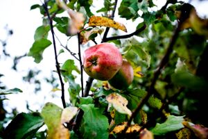 Det er nu, under høsten af frugt og bær, at du skal lægge en plan for din have, hvis du vil være mere selvforsynende til næste år.
