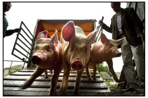Flere og flere svineproducenter vil have smågrise sendt til udlandet. Grunden skal findes i markant prisforskel.