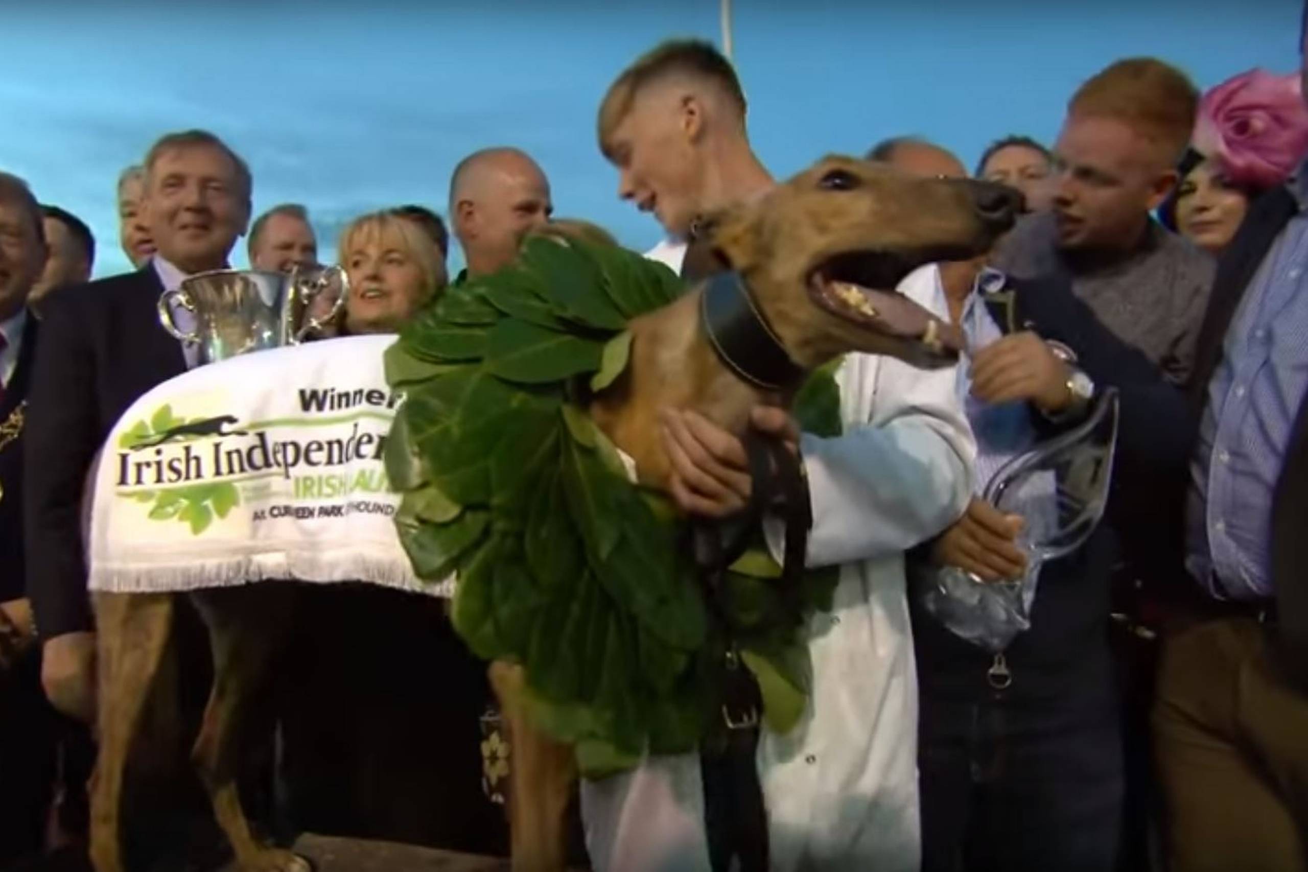 Clonbrien Hero (forrest) vandt i weekenden det store hundevæddeløb Kerry AgriBusiness Irish St Leger. Dette billede er fra hundens sejr i løbet Irish Laurels, hvor Clonbrien Hero ad tre omgange blev testet positiv for kokain. Foto: Youtube/Screenshot