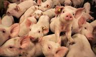 Den danskejede landbrugskoncern DCH har kurs mod en årsproduktion på 600.000 grise. Selskabet forhandler lige nu med kapitalfonden Polaris, som er interesseret i at blive majoritetsaktionær.
Foto: Charlotte de la Fuente