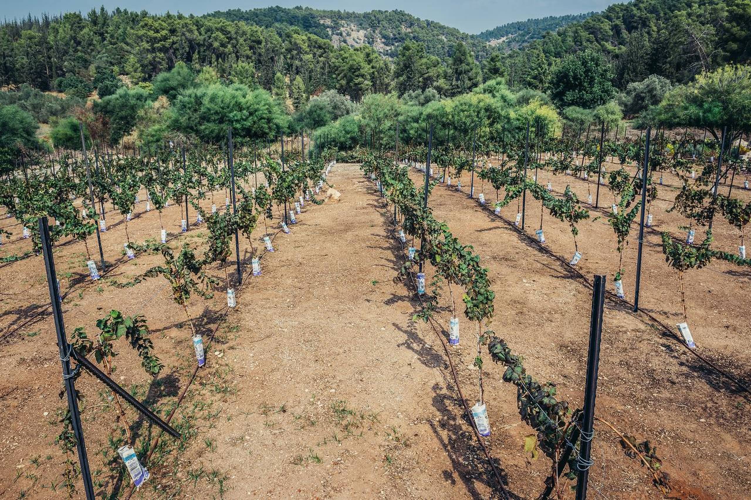 Flere israelske vinproducenter er kooperativer med fælles vinmarker, som her Eshtaol i det centrale Israel. Foto: Getty Images