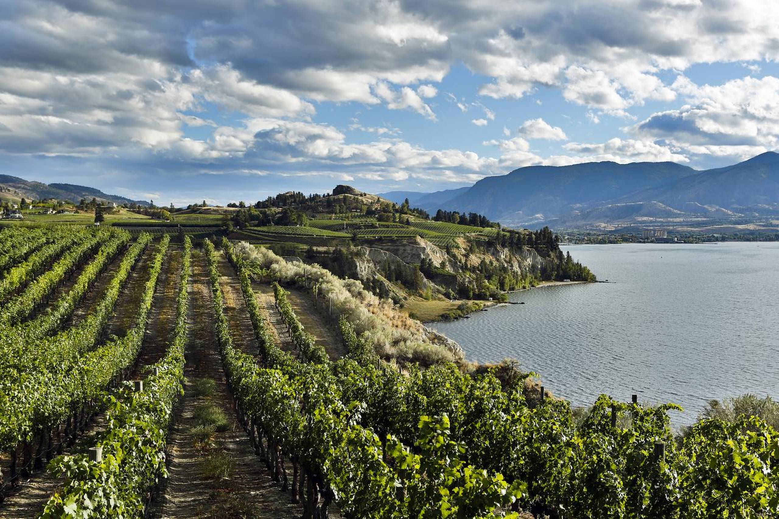 Vingårdene i Naramata ligger langs den smukke Okanagan-sø. Foto: Getty Images