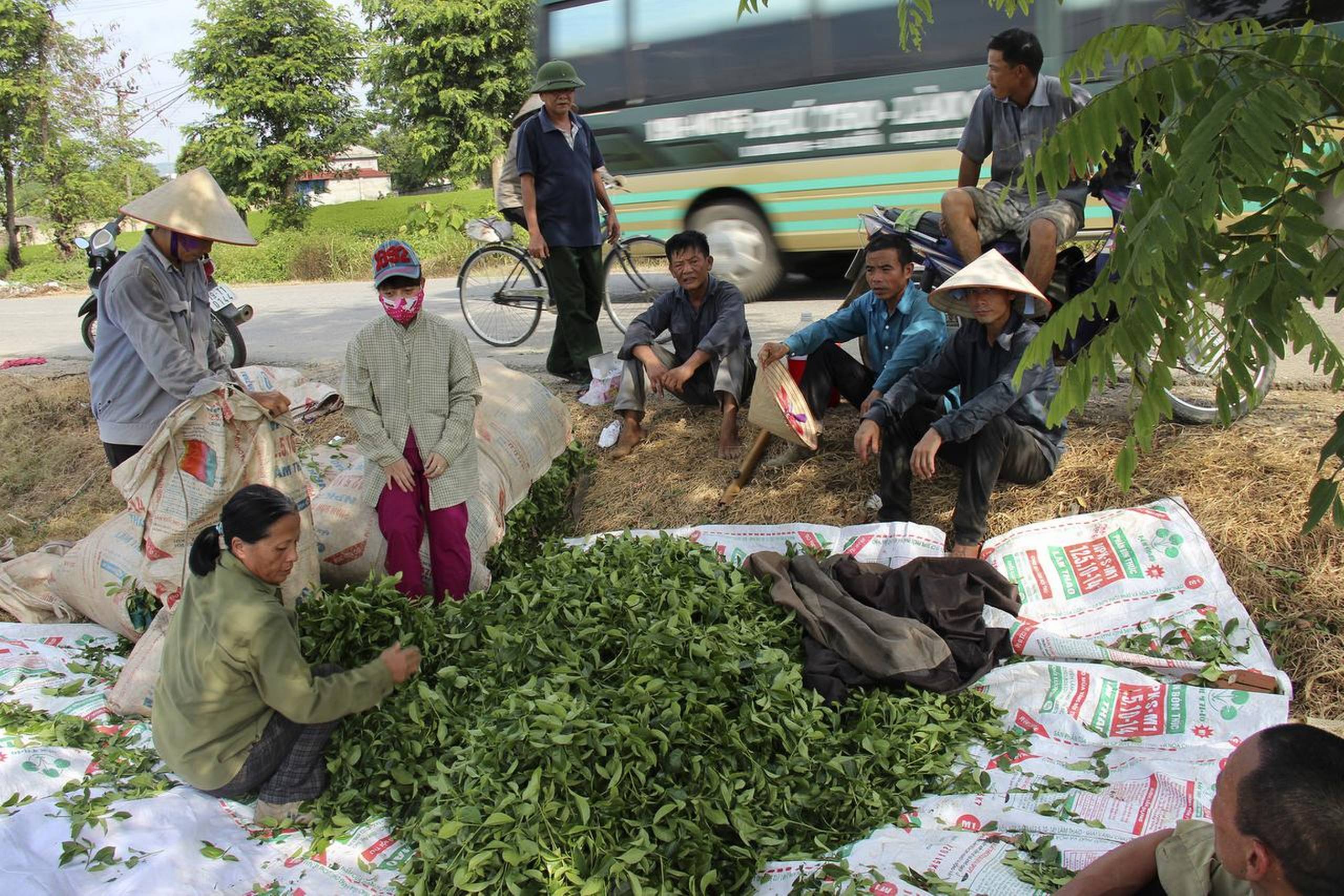 I landsbyerne rundt om Hanoi kan man se teplukkerne på arbejde. Foto: Thomas Linder Kamure Thomsen