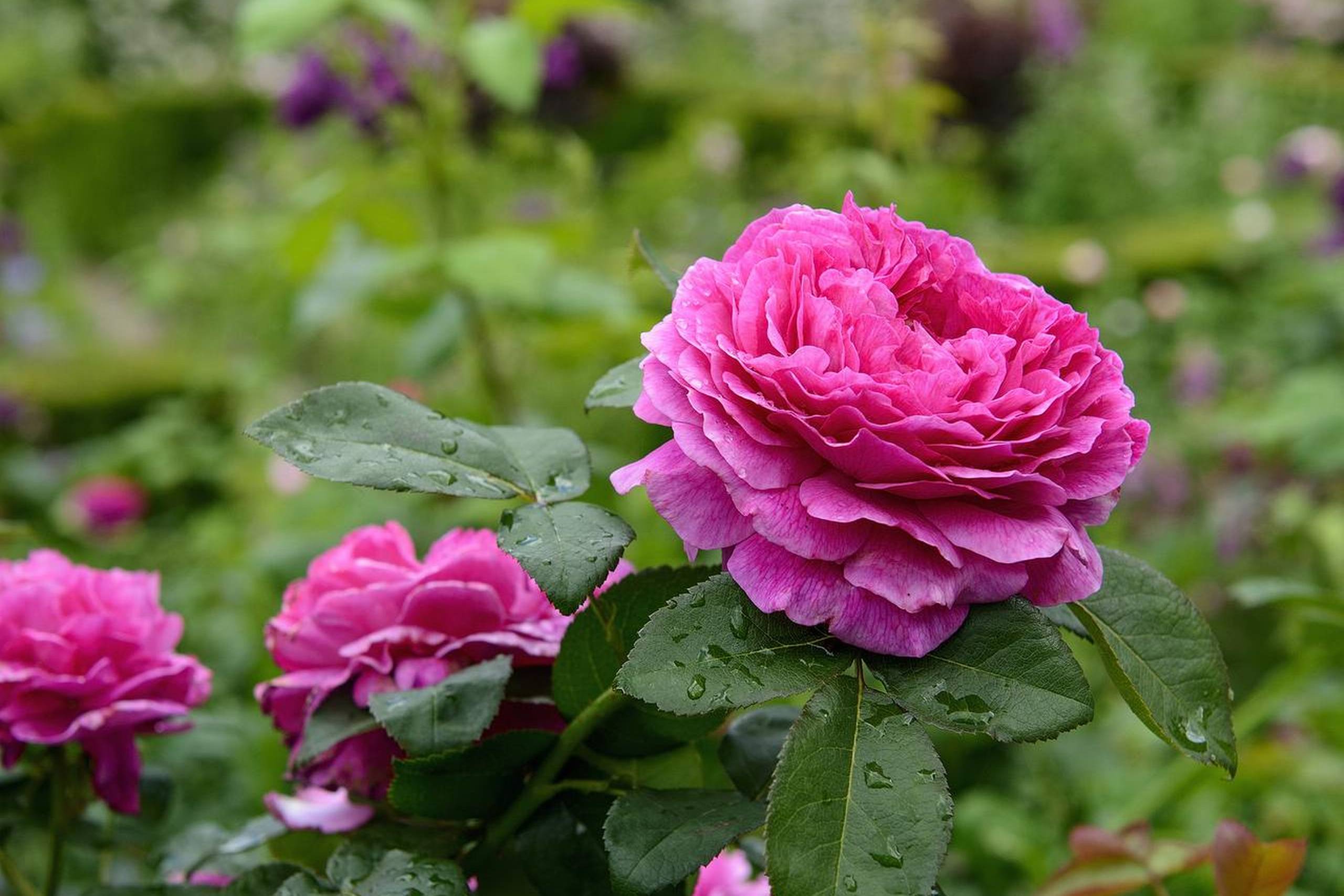 Goethe er en bemærkelsesværdig rose med store velduftende blomster fra den tyske forædler Tantau. Foto: PR