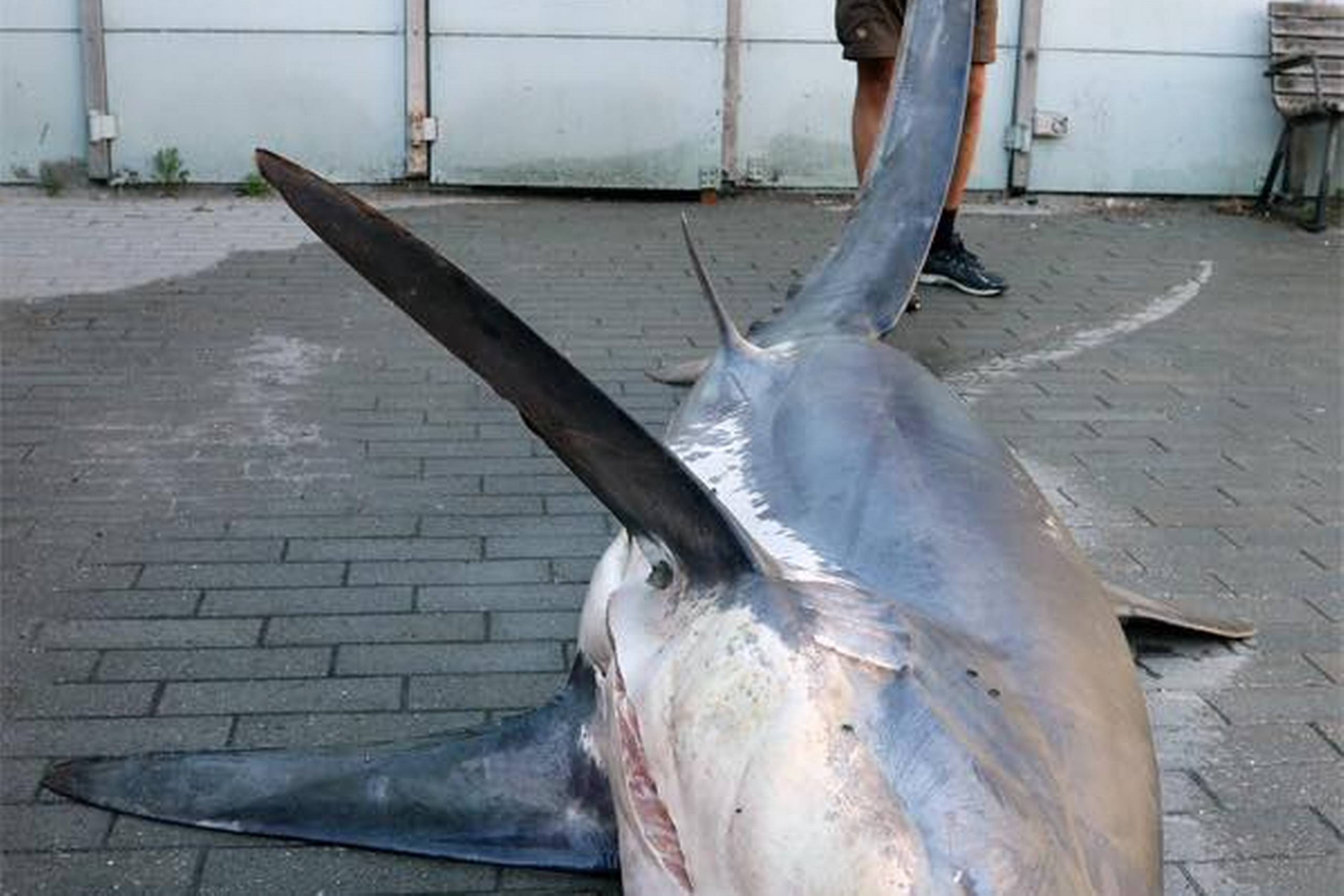 Med sine 4,55 meter og 300 kg er rævehajen alt for stor til at holde i armene, som det ellers er kutyme, når man skal forevige en vild fangst. Det er Henrik Carl fra Statens Naturhistoriske Museum, der løfter den lange hale. (Foto: Henrik Carl, Fiskeatlasset, Statens Naturhistoriske Museum)