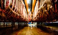Det strømmer ind med grise på Danish Crowns slagterier, og der er udsigt til meget mere vækst de kommende år.
Foto: Janus Engel
