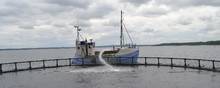 Hjarnø Havbrug har gennem seks år har brudt sin miljøtilladelse i forbindelse med opdræt af sølvlaks. Arkivfoto: Dansk Akvakultur