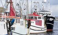 Danske fiskere landede i 2018 fisk til en samlet værdi af 3,5 mia. kr.
Arkivfoto: Thomas Borberg/Polfoto