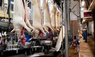 De danske svineproducenter hvæsser knivene og lægger an til en retssag mod landets næststørste slagteriselskab, Tican.
Foto: Gregers Tycho