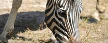 Den enkelte zebras skind er unikt og bruges ofte til tæpper. Foto: Thomas Linder Thomsen