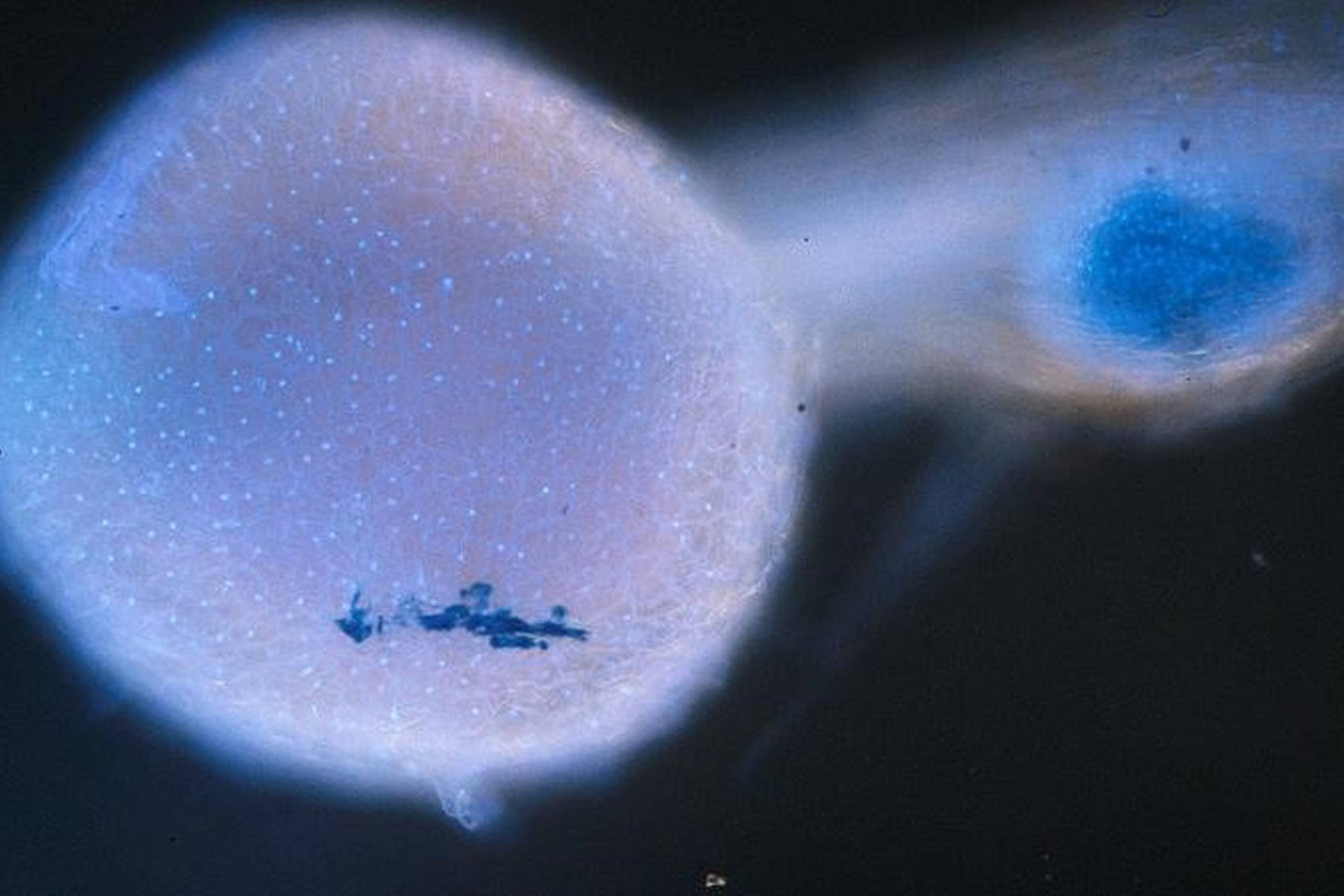 Juryens vinderbillede viser to rodknolde på roden af bælgplanten 'Lotus japonicus'. Foto: Niels Sandal